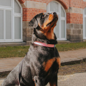 Coleira "Max & Molly" - Image 9