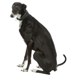 Coleira "Active Comfort" para Galgo - Image 9